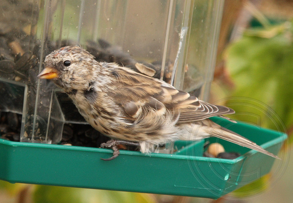 juvie Redpoll finally showing some red head feathers