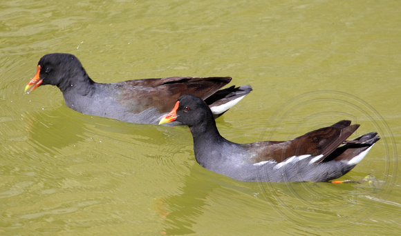 also swimming in the moat at the fort were these Common Gallinule
