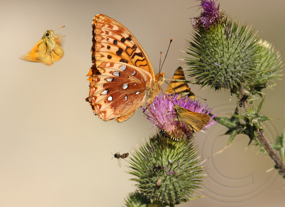 This is one busy flower Great Spangled Fritillary