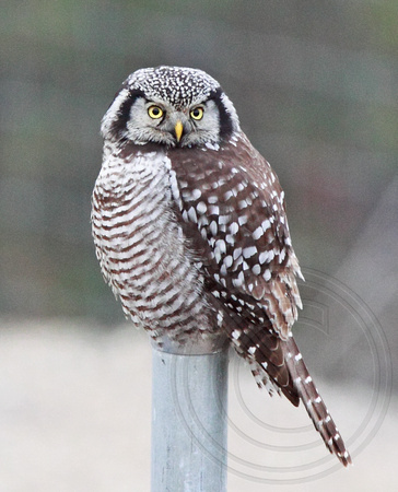 N. Hawk-Owl