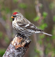 Wow - April 1 and the redpolls are still here