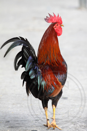 Feral Red Jungle Fowl are part of the quirky charm of Key West