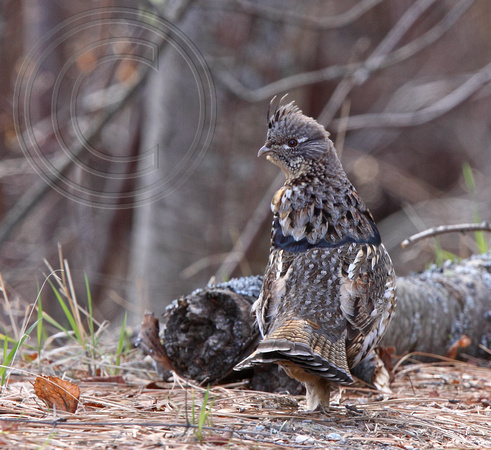 The amazing camouflage of a Ruffed Grouse