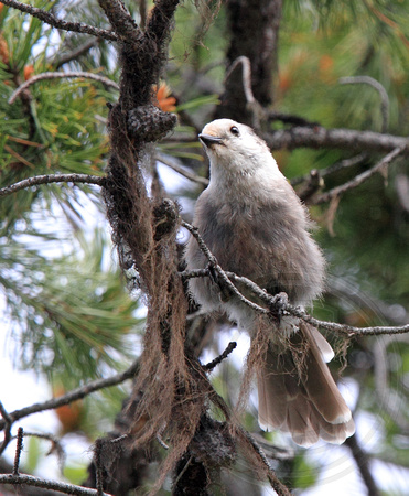 Gray Jay in high elevation forest