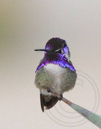 male Costa's Hummingbird (Calypte costae)