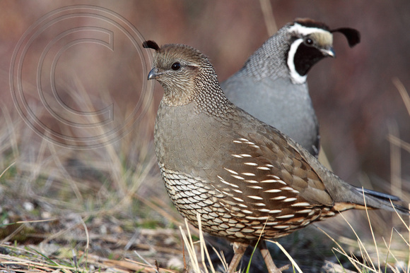 quail pair