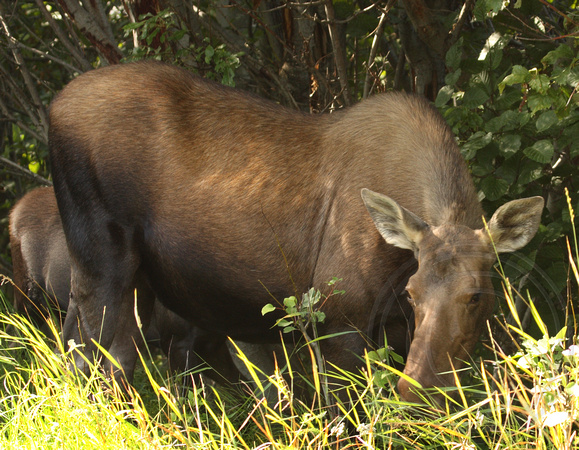 Mama Moose right next to the bike trail