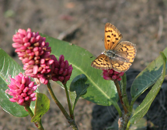 female Purplish Copper butterfly