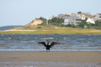 Double-crested Cormorant drying wings at Cape Cod