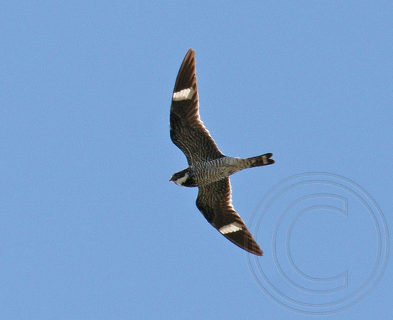 Common Nighthawk in flight