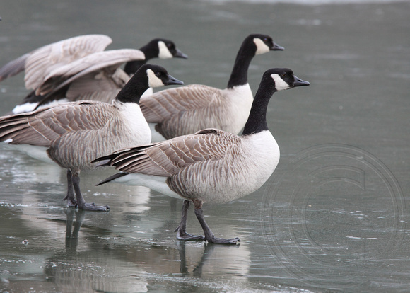 geese on ice