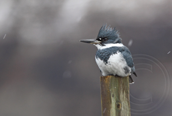 male kingfisher in the snow