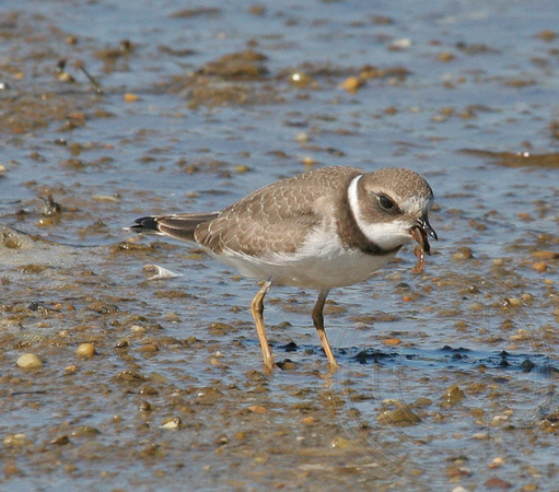 juvenile Semipalmated Plover eating a worm