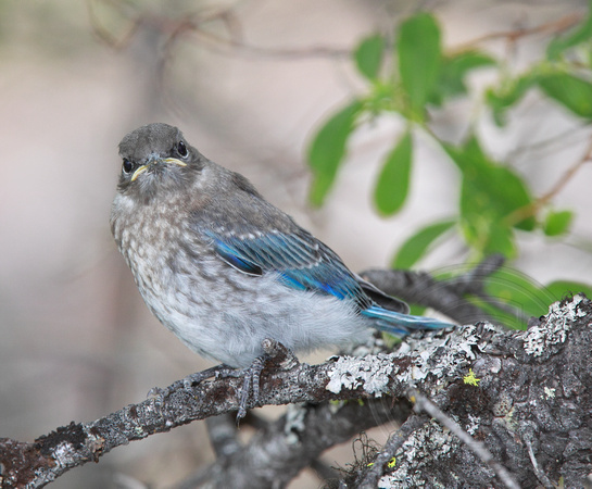 juvenile Mountain Bluebird trying to hide