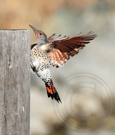 male Red-shafted Northern Flicker