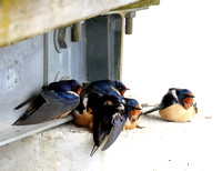 Huddled Barn Swallows on a cold April day