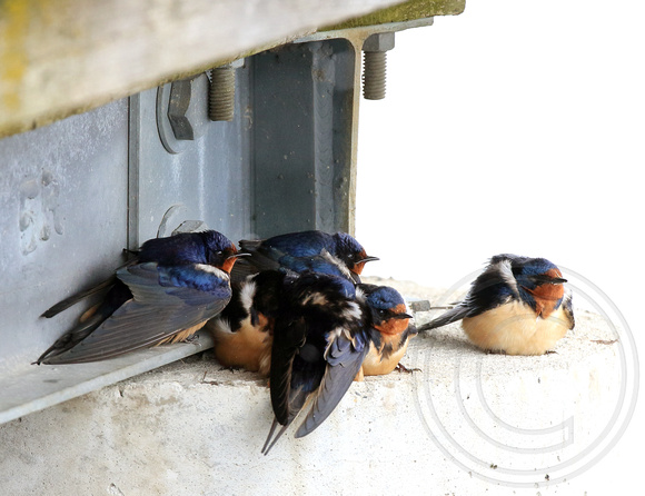 Huddled Barn Swallows on a cold April day