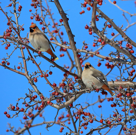 Bohemian Waxwings with late winter berries