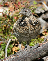 young male Ruffed Grouse