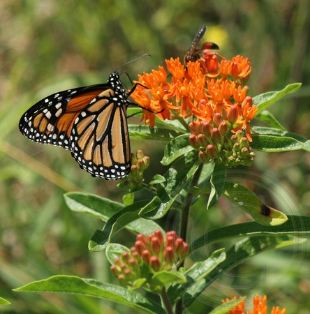 Monarch Butterfly and wasp share a butterfly weed