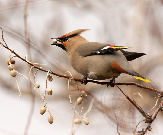 Bohemian Waxwing eating a Russian Olive