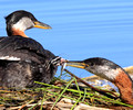 Red-necked Grebe family