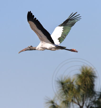 Wood Stork flight (without the baby ; )