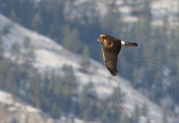 female Northern Harrier over the Okanagan