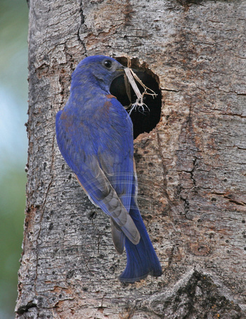Male Western Bluebird lining nest hole in old aspen tree