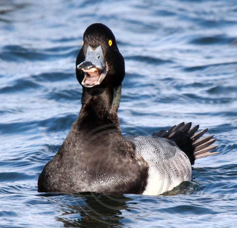 Greater Scaup display