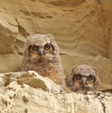 young Great Horned Owls in a nest - ledge in a clay cliff