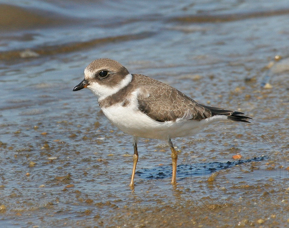 juvenile Semipalmated Plover