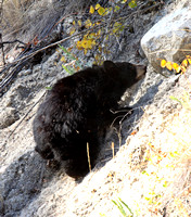 Finally Cub #2 tries to scramble up the steep slope