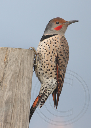 male "red-shafted" Northern Flicker