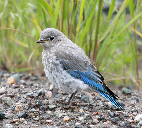 juvenile Mountain Bluebird