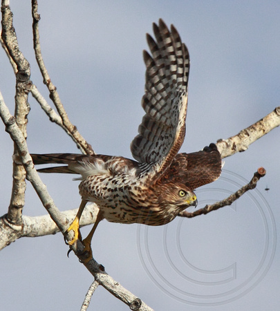 Cooper's Hawk juvenile takes flight