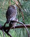 Northern Pygmy-Owl with its lunch, a House Finch