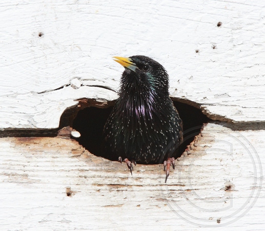 European Starling in nest hole