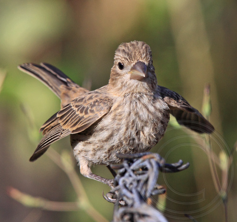 juvenile House Finch begging for food with wing quiver