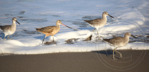 Godwit and Willets in the surf