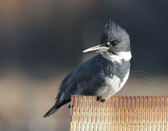 male Belted Kingfisher