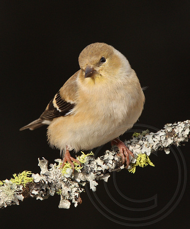 winter goldfinch