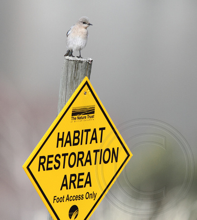 female Mountain Bluebird inspecting her habitat on Nature Trust property