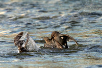 Dippers fighting