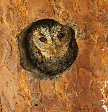 Flammulated Owl in nest hole