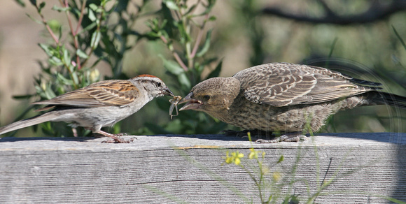 Chipping Sparrow feeding a cowbird chick