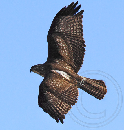 juvenile Red-tailed Hawk dorsal view
