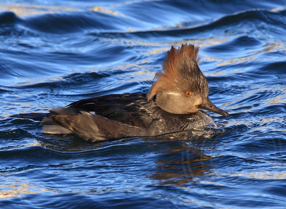 Hooded Merganser with the "Ace Ventura" look