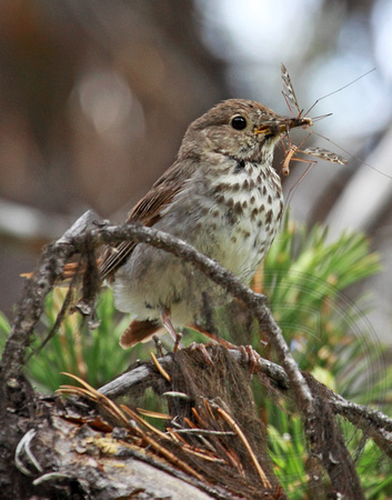 Hermit Thrush with food for fledglings
