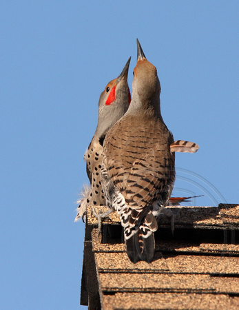 male flickers displaying